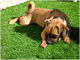 PE PP Softness Friendly Pet Artificial grass 25mm Tahan Air Untuk Anjing 4 Tone
